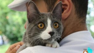 5-Informacoes-Imprescindiveis-Sobre-Gatos