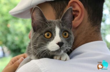 5 Informações Imprescindíveis Sobre Gatos: O Que Todo Tutor Precisa Saber