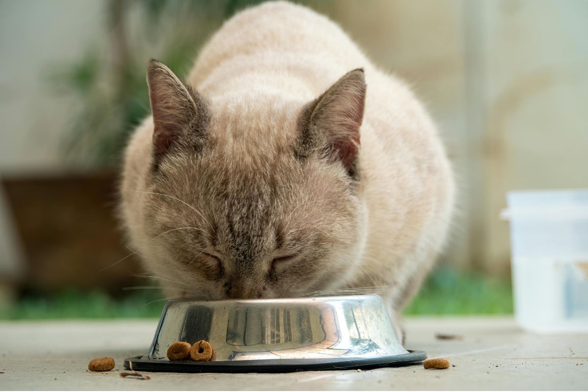 Racao-Formula-Natural-Life-Para-Gatos-Castrados