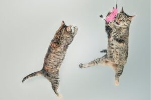 gato-brincaando-lembra-a-caca