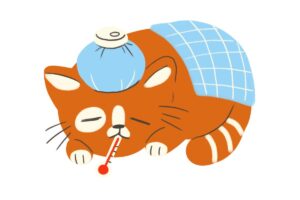 gato com dor