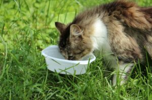 gato-comendo-certinho