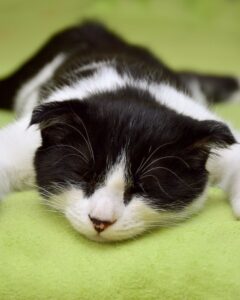 gato-fez-xixi-nele-mesmo