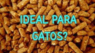 qual-a-melhor-caixa-de-areia-para-gatos