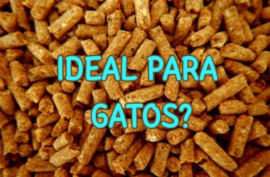 4 desvantagens do granulado de madeira para gatos