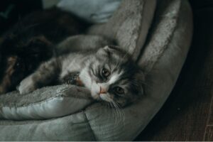 Leia mais sobre o artigo Síndrome de Pandora em gatos. PDF gratuito.