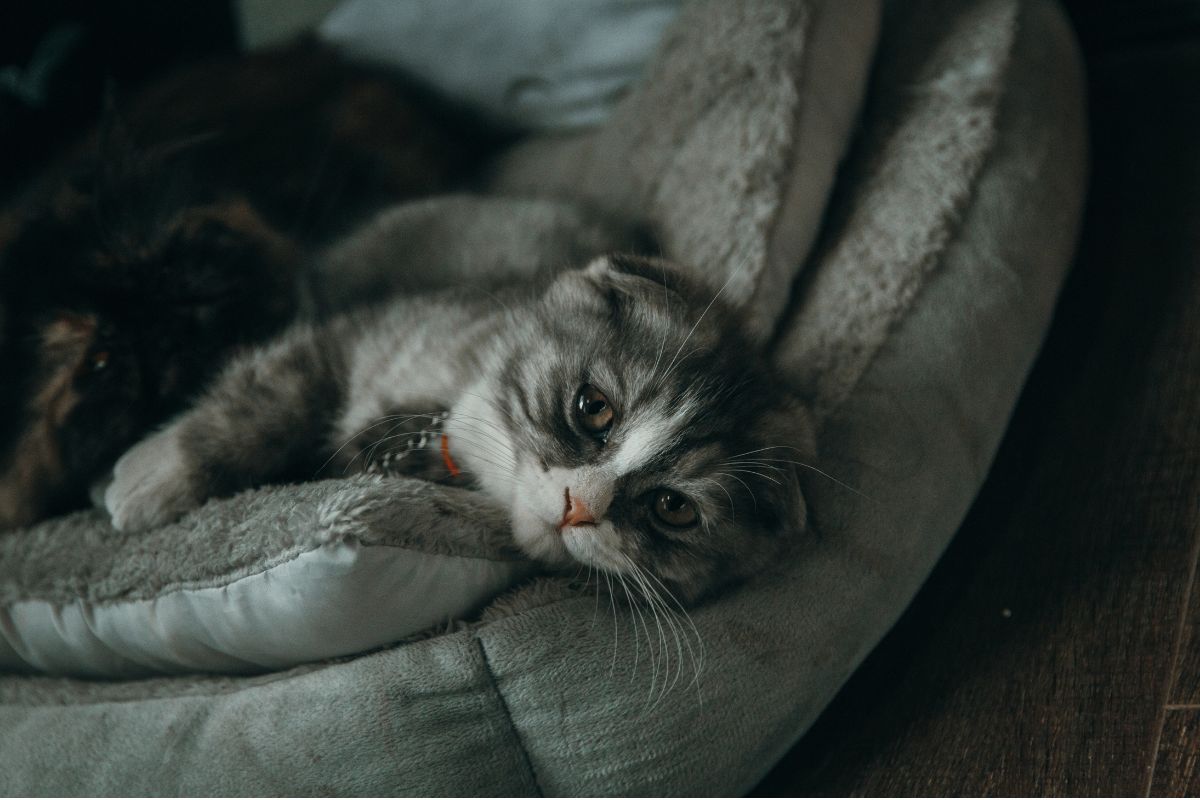 No momento, você está visualizando Síndrome de Pandora em gatos. PDF gratuito.