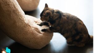 Por-que-gatos-amassam-paozinho-artigo