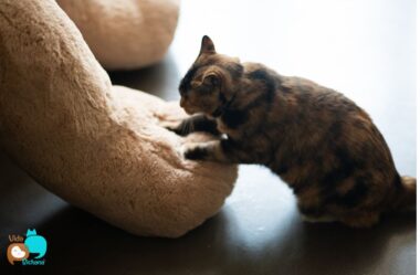Por que gatos amassam pãozinho? Entenda esse comportamento felino
