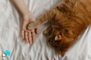 Por-que-gatos-amassam-paozinho-demonstra-carinho