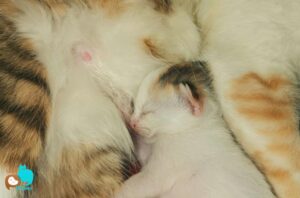 Por-que-gatos-amassam-paozinho-quando-mam
