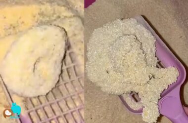 3 vantagens da areia biodegradável para gatos
