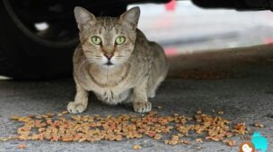 gato-nao-quer-comer