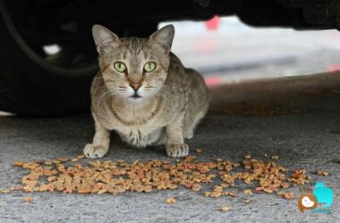 Meu gato não quer comer: o que pode ser e o que fazer
