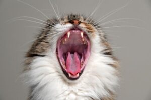 gato-nao-quer-comer-doente-da-boca
