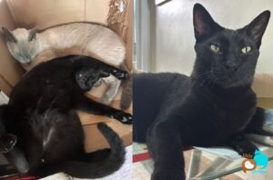 gato-preto-e-companheiro
