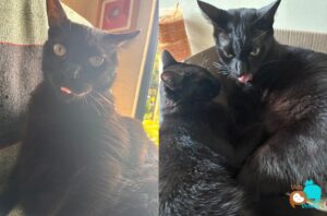 gato-preto-e-curioso-e-divertido