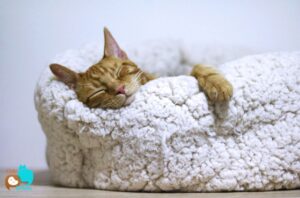 locais-seguros-para-descanso-gato