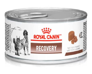 pate-recovery-para-gatos