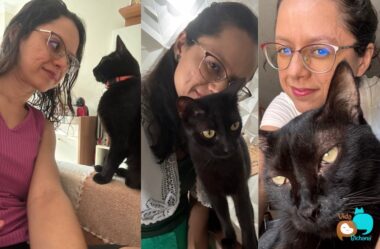 Gato Preto: 8 vantagens de ter um e por que adotar