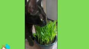 Por-que-os-gatos-comem-grama