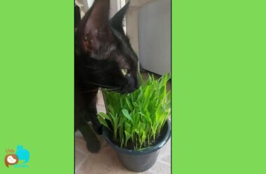 Por que os gatos comem grama?