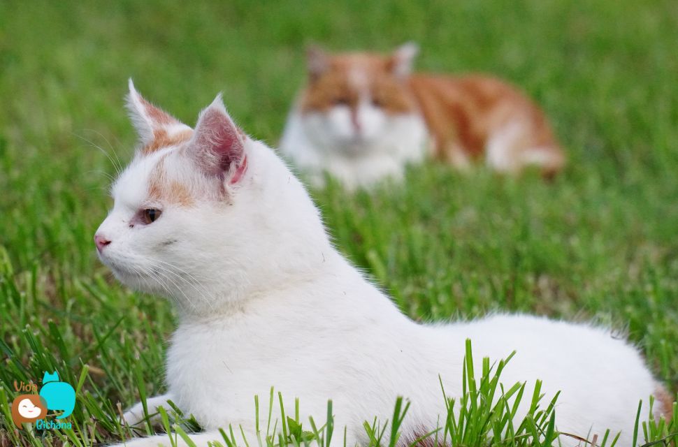 Por-que-os-gatos-comem-grama-contem-fibra