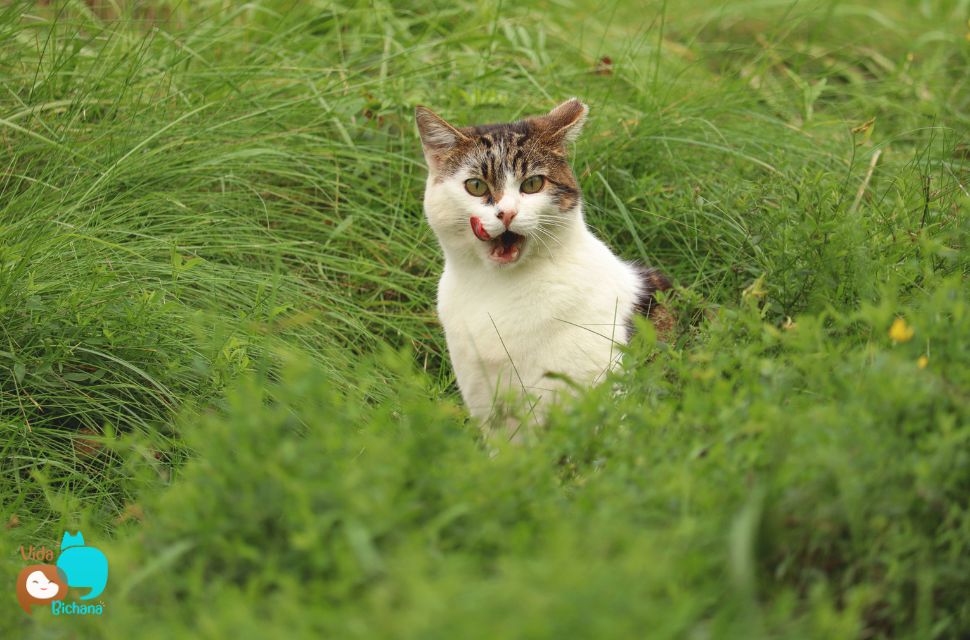faz-mal-gato-comer-grama